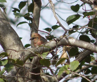 Crossbill White Winged 1-11 Richmond VA e.JPG