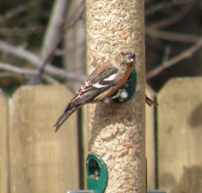 Crossbill White Winged 1-11 Richmond VA h.JPG