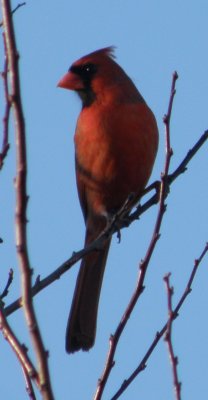 Cardinal 02-11 Hampton.JPG