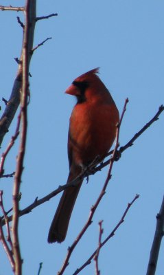 Cardinal 02-11 Hampton aa.JPG