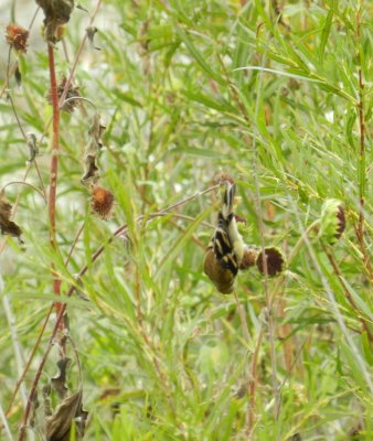 Goldfinch Chicago Northerly Park Oct 12 a.JPG