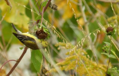 Goldfinch Chicago Northerly Park Oct 12 aaaa.JPG