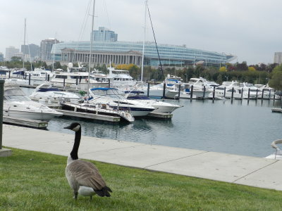 Goose Canada Chicago Northerly Park Oct 12.JPG