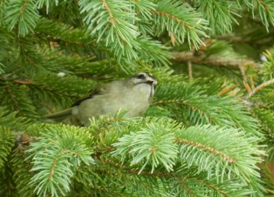 Kinglet Golden Cr Chicago Northerly Park Oct 12  c.JPG