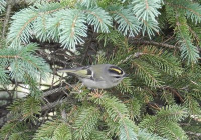 Kinglet Golden Cr Chicago Northerly Park Oct 12 a.JPG