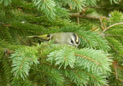 Kinglet Golden Cr Chicago Northerly Park Oct 12 d.JPG