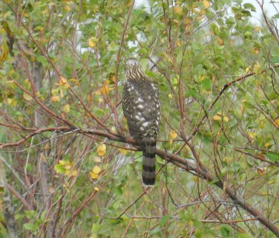 Raptor Goshawk Chicago Northerly pk Oct 12 d.JPG