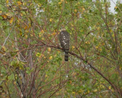 Raptor Goshawk Chicago Northerly pk Oct 12 f.JPG