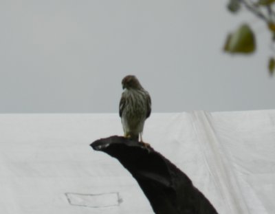 Raptor Goshawk Chicago Northerly pk Oct 12 j.JPG