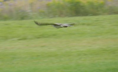 Raptor Goshawk Chicago Northerly pk Oct 12 k.JPG