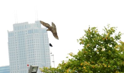 Raptor Goshawk Chicago Northerly pk Oct 12 o.JPG