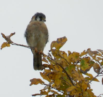 Raptor Kestrel  Chicago Northerly Park Oct 12 aaa.JPG