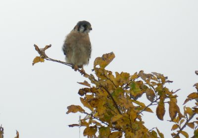 Raptor Kestrel  Chicago Northerly Park Oct 12 aaaaa.JPG