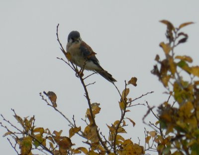 Raptor Kestrel Chicago Northerly Park Oct 12 b.JPG