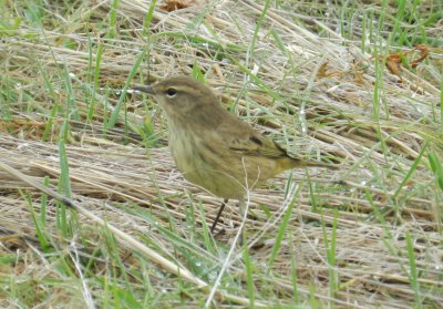 Warbler Palm Chicago Northerly Park Oct 12  c.JPG