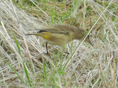 Warbler Palm Chicago Northerly Park Oct 12 e.JPG