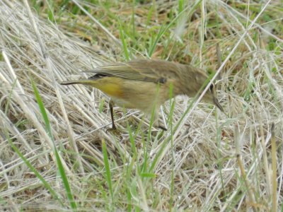 Warbler Palm Chicago Northerly Park Oct 12  e.JPG