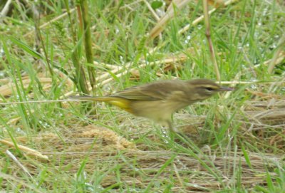 Warbler Palm Chicago Northerly Park Oct 12 a.JPG