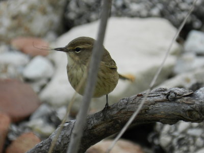 Warbler Palm Chicago Northerly Park Oct 12 aa.JPG