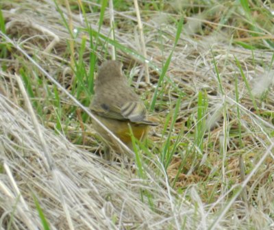 Warbler Palm Chicago Northerly Park Oct 12 f.JPG