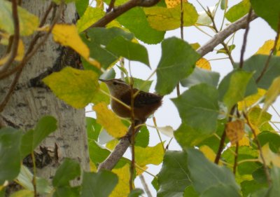 Wren marsh Chicago Northerly Park Oct 12 aaaa.JPG