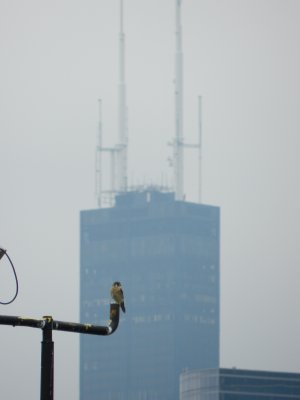 Raptor Kestrel  Chicago Northerly Park Oct 12 k.JPG