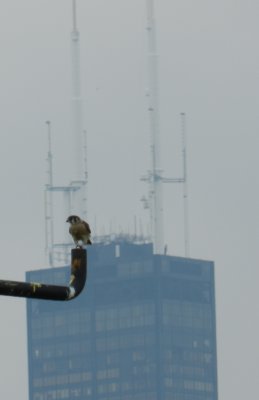 Raptor Kestrel  Chicago Northerly Park Oct 12 r.JPG