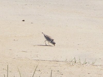 sp, Plover Piping NC 6-08 b.JPG
