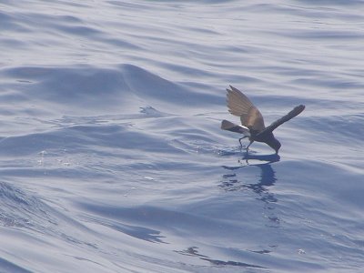 T-StormPetrel Wilson NC 6-08 a.JPG