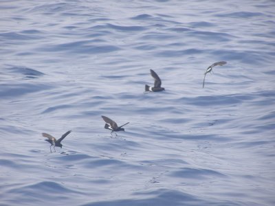 T-StormPetrel Wilson NC 6-08 b.JPG