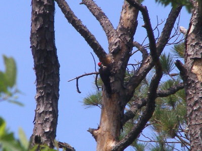 WP Pileated NC 6-08 b.JPG