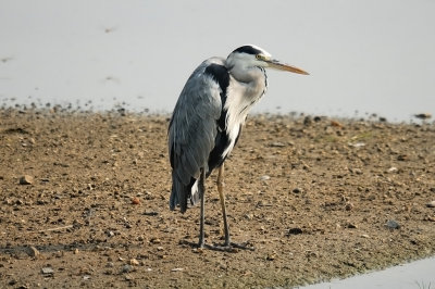 Grey Heron (03)