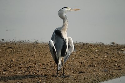 Grey Heron (04)