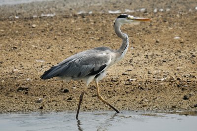 Grey Heron (06)