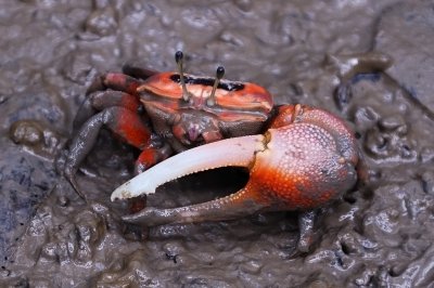 Fiddler Crab (招潮蟹)