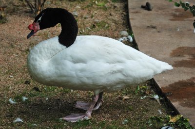Black-necked Swan (3)