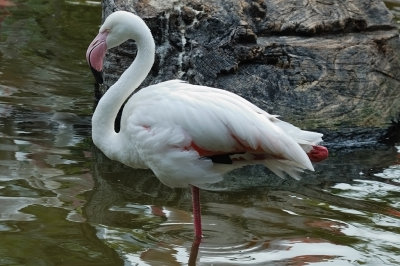 Greater Flamingo (1)