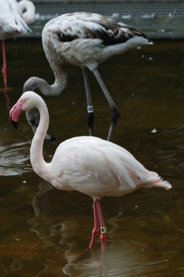 Greater Flamingo (2)