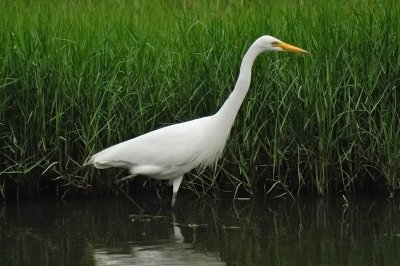 Great Egret (大白鷺)