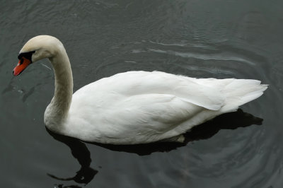 Swan (1)