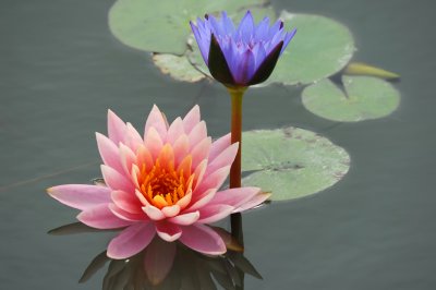 Waterlily (1)