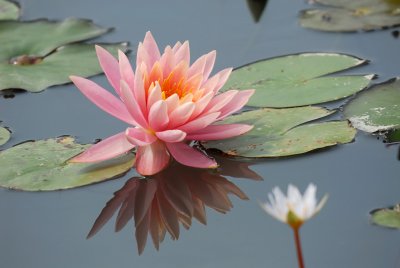 Waterlily (2)