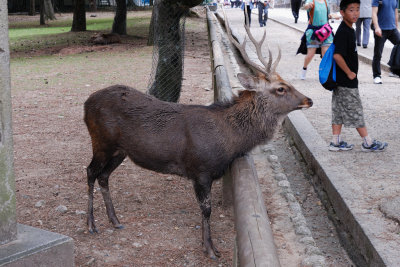 Stag (Male Deer)