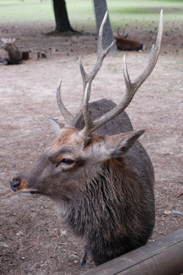 A Close Up to a Stag