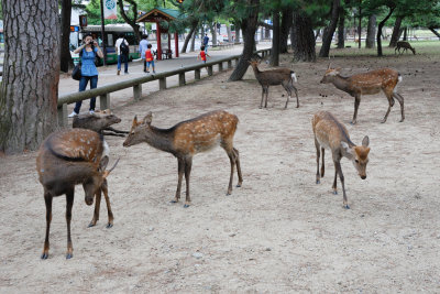 A Group of Deer