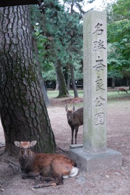 Nara Park