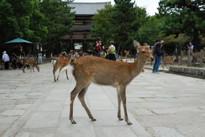 Todai-ji & Deer