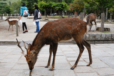 Deer & Visitors
