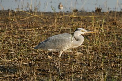 Grey Heron (13)