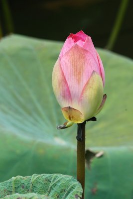 Indian Lotus (1)
